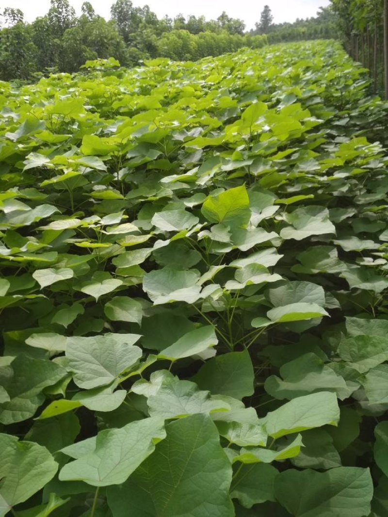 梓树小大量供应