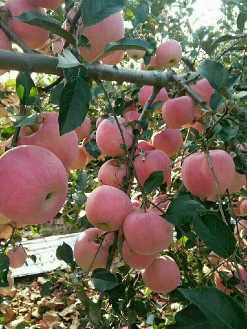 红富士苹果【纸袋、膜袋、纸加膜】大量有货