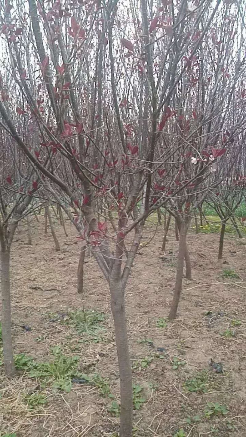 紫叶矮樱