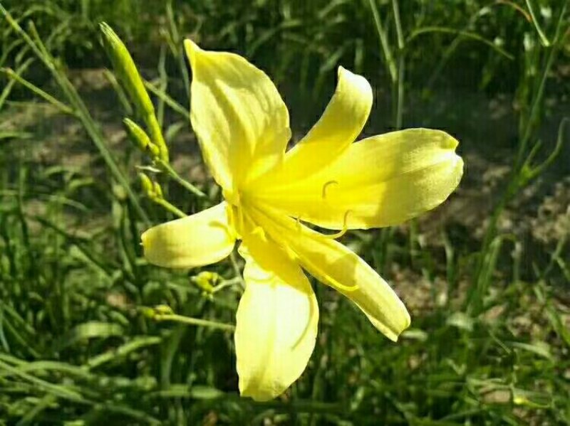 黄花菜种苗