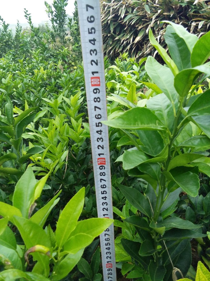 脐橙苗赣南脐橙苗30-70公分高抗病力强提供技术指导