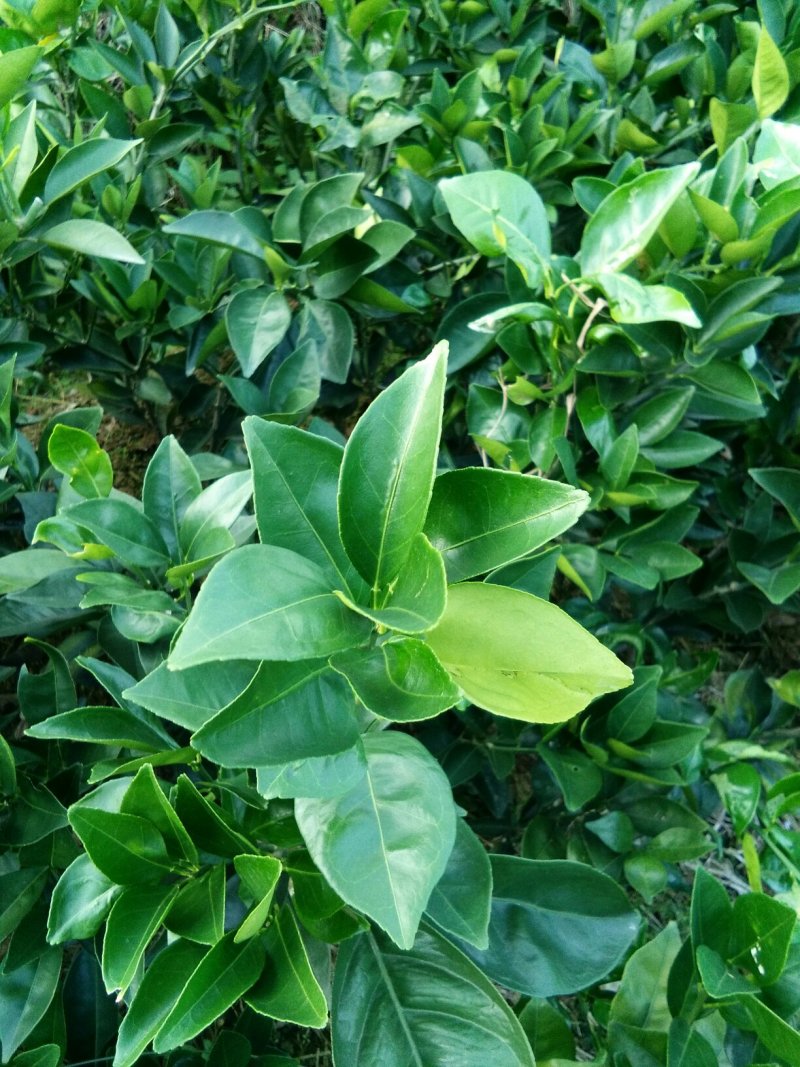 脐橙苗赣南脐橙苗30-70公分高抗病力强提供技术指导