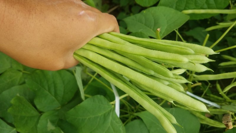 四季豆