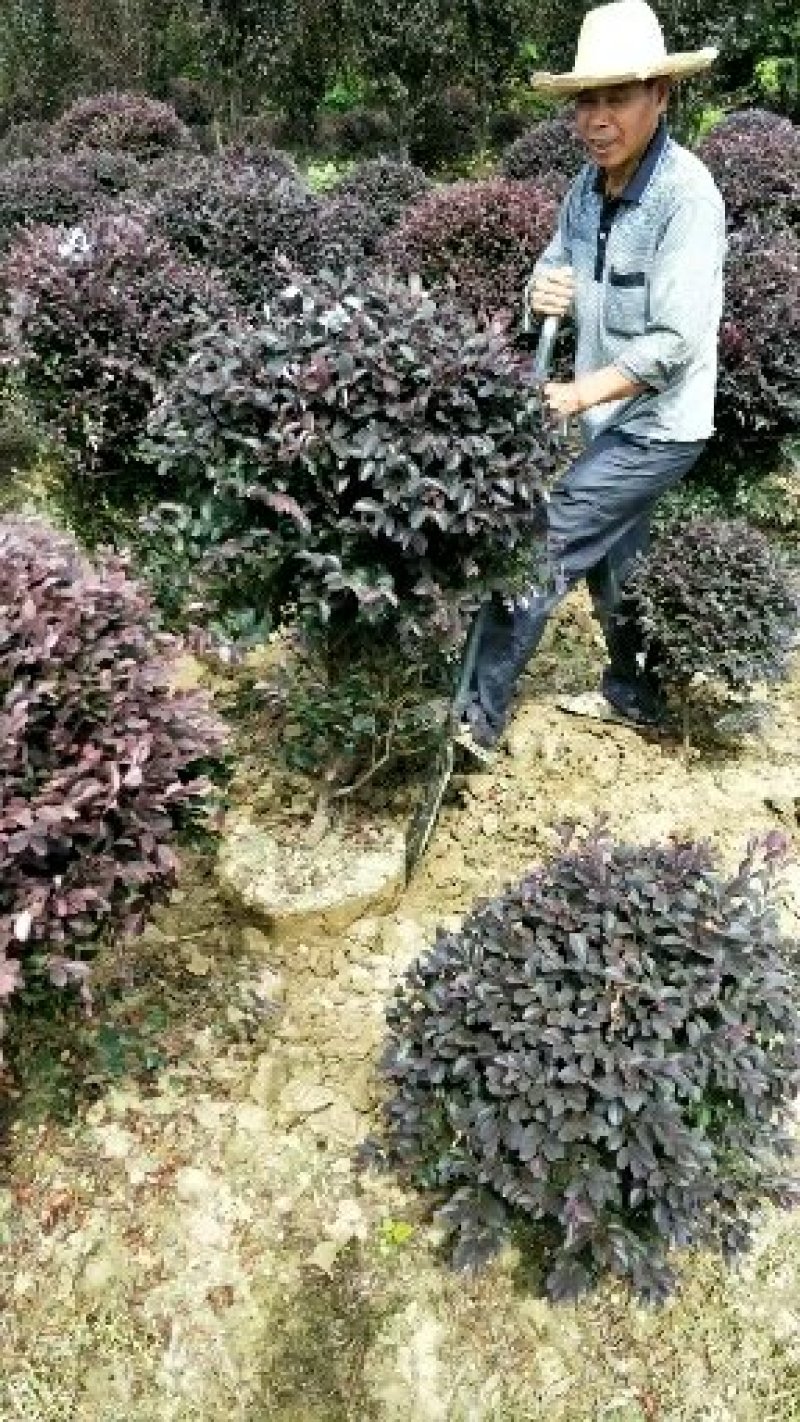 红花继木球冠幅80/100/120cm红花继木小毛球