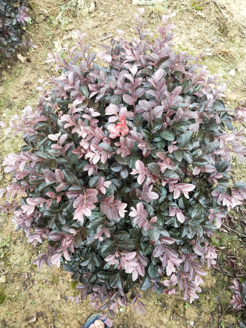 红花继木球冠幅80/100/120cm红花继木小毛球