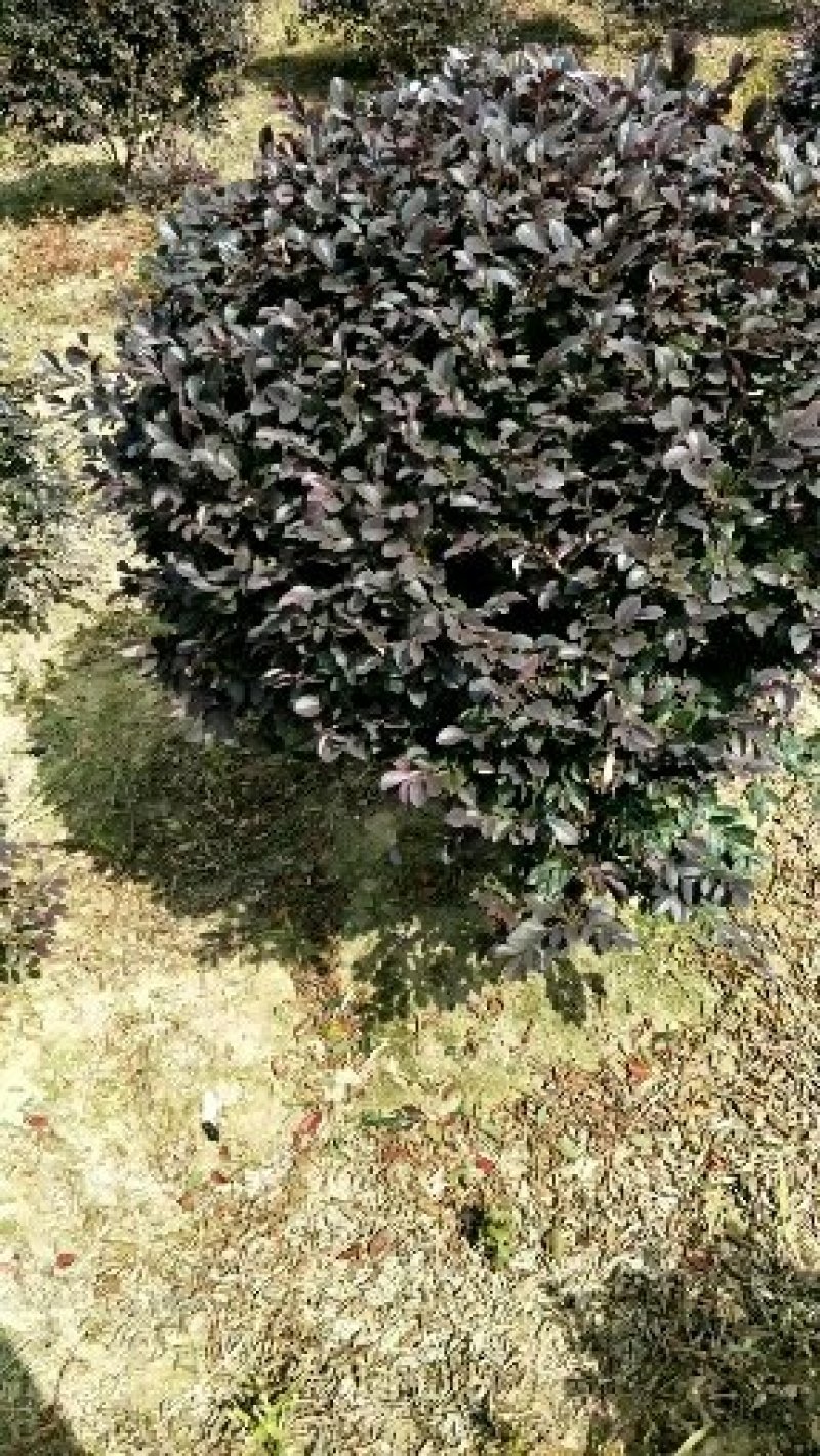 红花继木球冠幅80/100/120cm红花继木小毛球