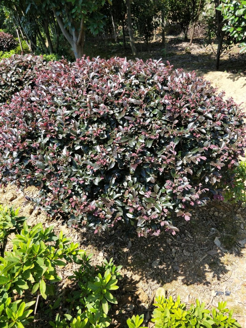 红花继木球冠幅80/100/120cm红花继木小毛球