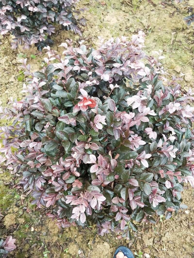 红花继木球冠幅80/100/120cm红花继木小毛球