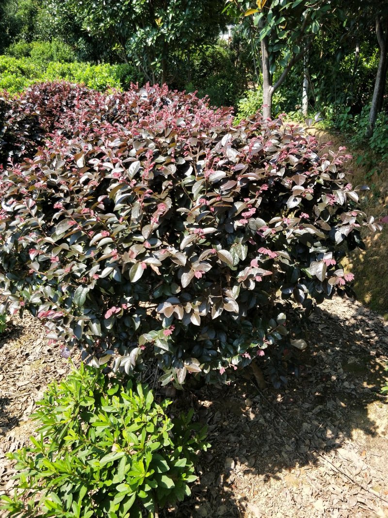 红花继木球冠幅80/100/120cm红花继木小毛球