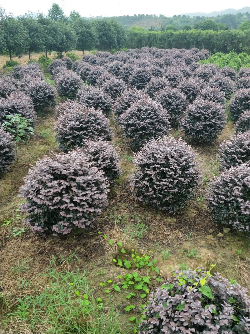 红花继木球冠幅80/100/120cm红花继木小毛球