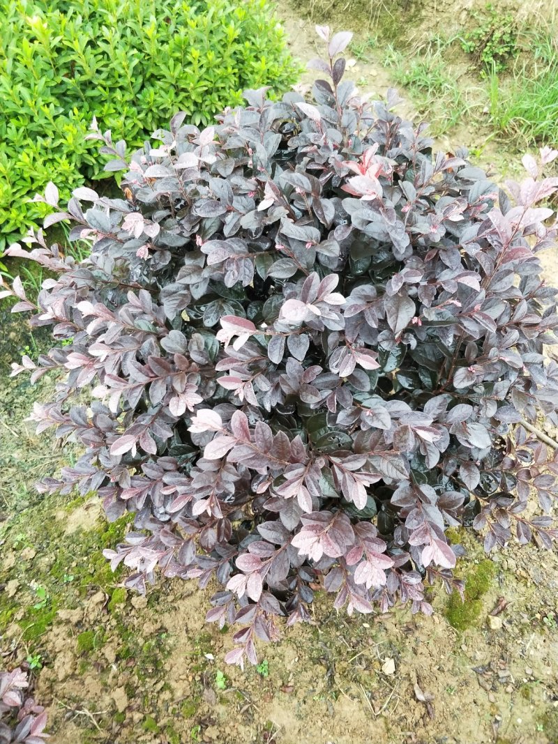 红花继木球冠幅80/100/120cm红花继木小毛球