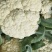 精品散花菜，实花菜，基地供货，提供各种包装，专业诚信代办
