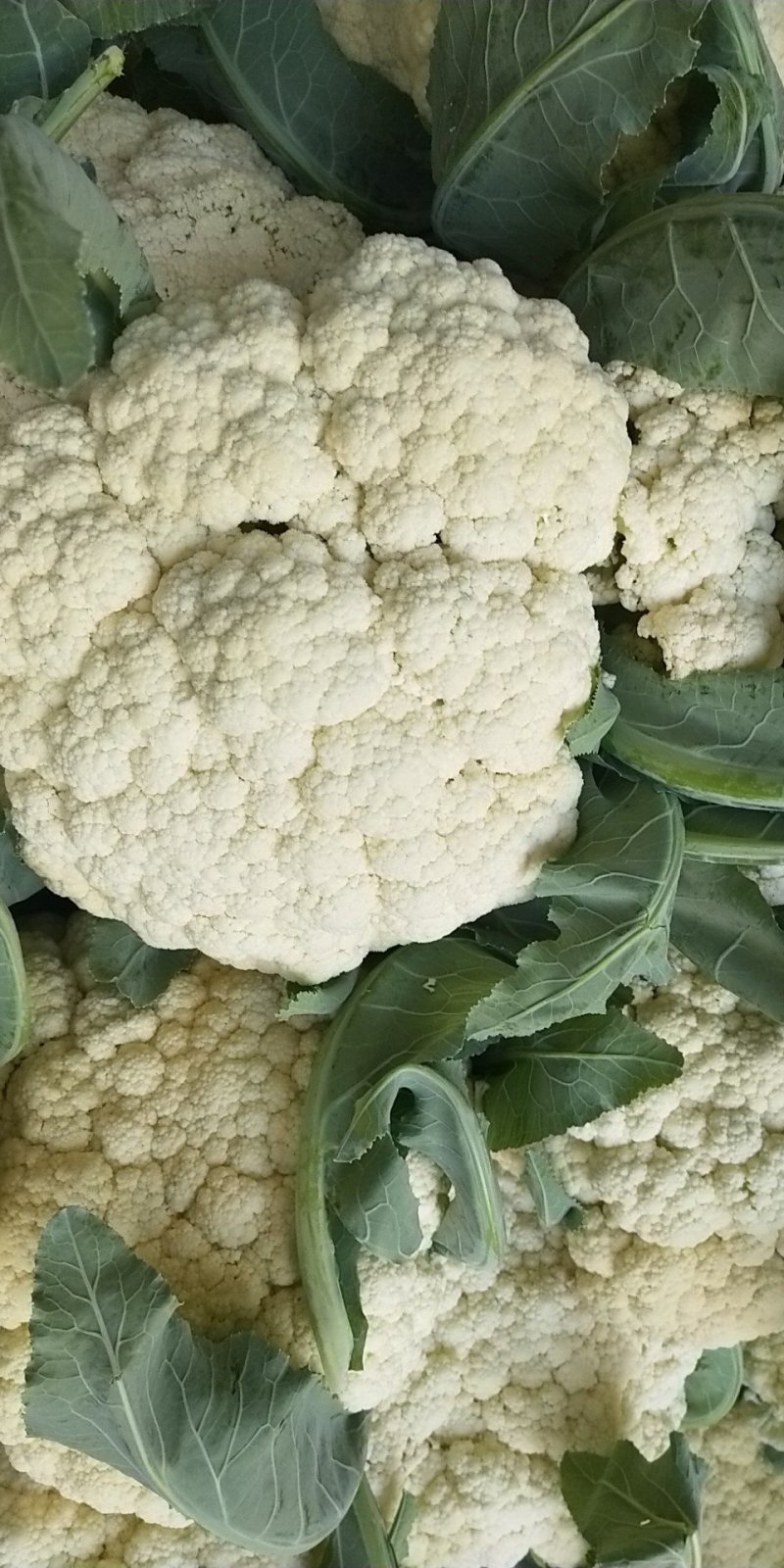 精品散花菜，实花菜，基地供货，提供各种包装，专业诚信代办
