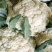 精品散花菜，实花菜，基地供货，提供各种包装，专业诚信代办
