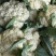 精品散花菜，实花菜，基地供货，提供各种包装，专业诚信代办