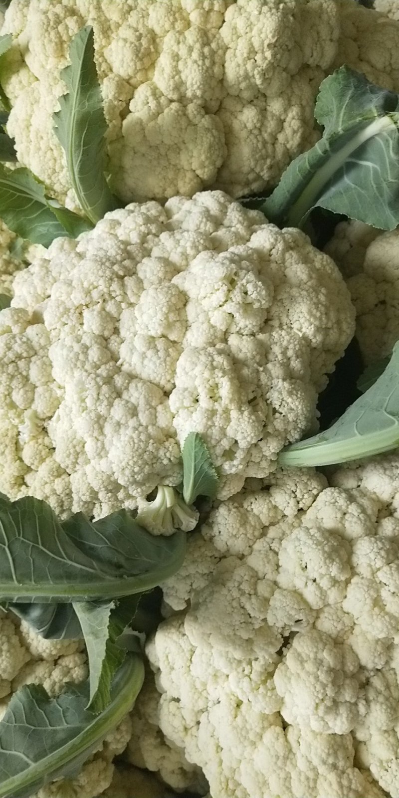 精品散花菜，实花菜，基地供货，提供各种包装，专业诚信代办