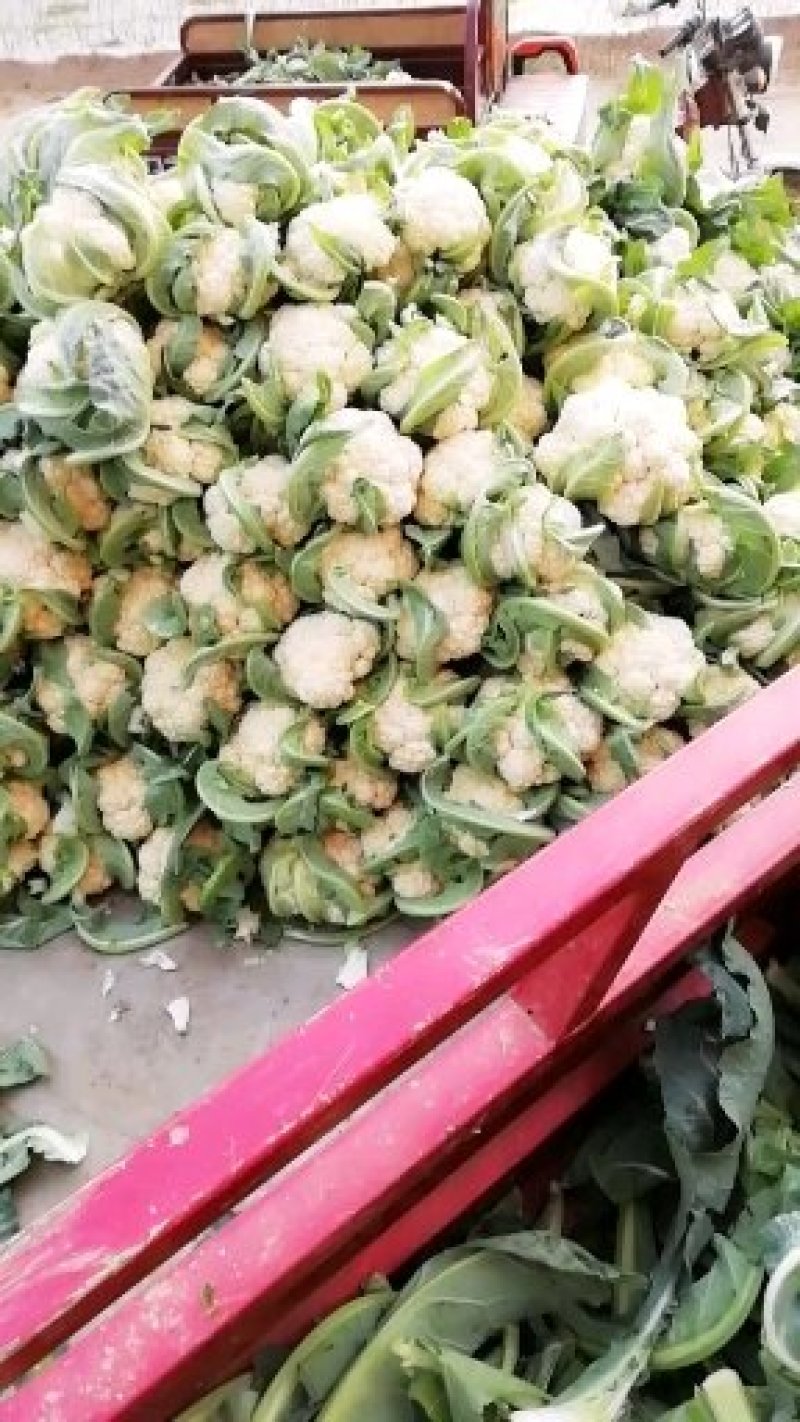 河南菜花基地适中乳白对接农户货源充足