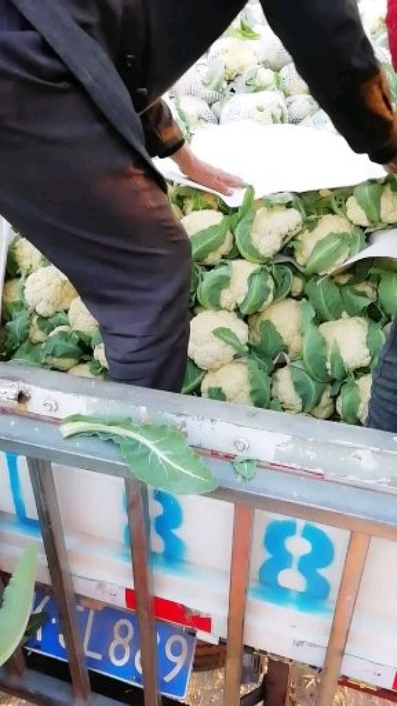 河南菜花基地适中乳白对接农户货源充足