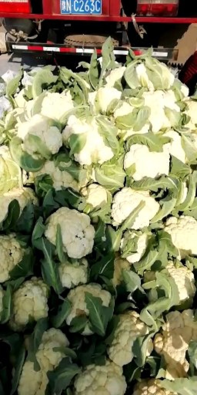 河南菜花基地适中乳白对接农户货源充足