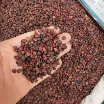酸枣仁机选进口货批发各种规格中药材