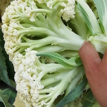 加工厂长腿散花，小米粒青梗无大根无叶长期现货
