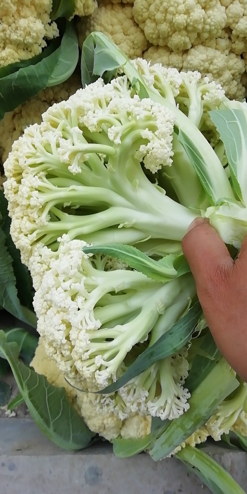加工厂长腿散花，小米粒青梗无大根无叶长期现货