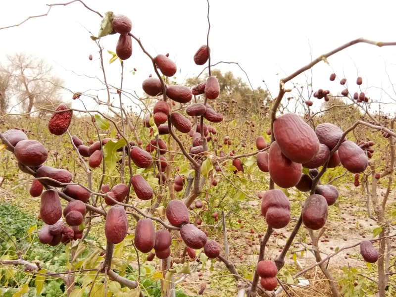 骏枣