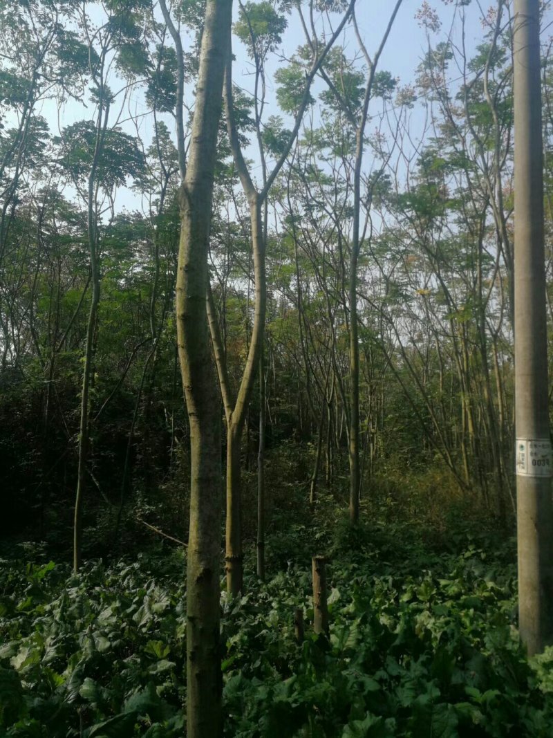 栾树