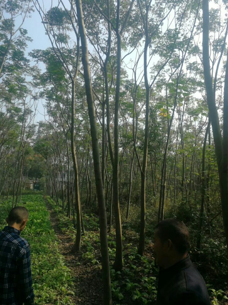栾树