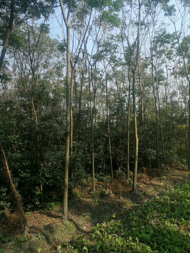 栾树