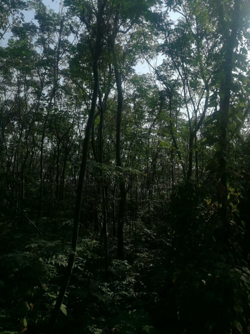 栾树