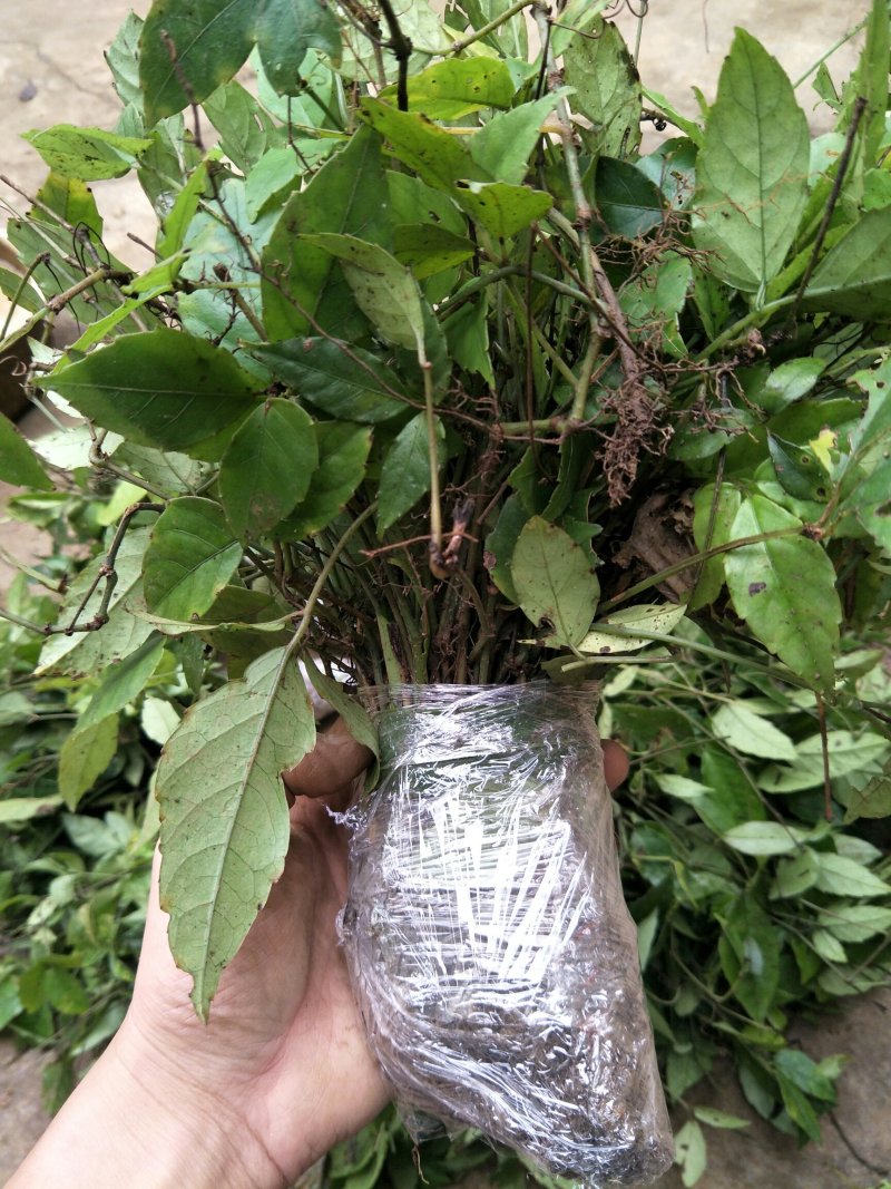 小叶紫藤三叶青苗1年扦插苗100颗起发货量大优惠