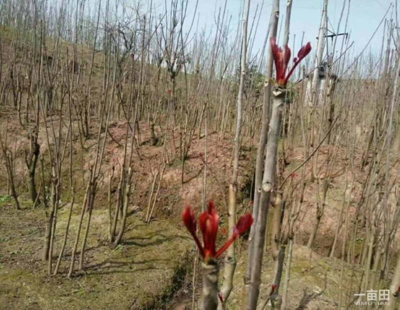 中国香椿第一县四川大竹红油香椿树苗