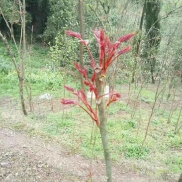 中国香椿第一县四川大竹红油香椿树苗