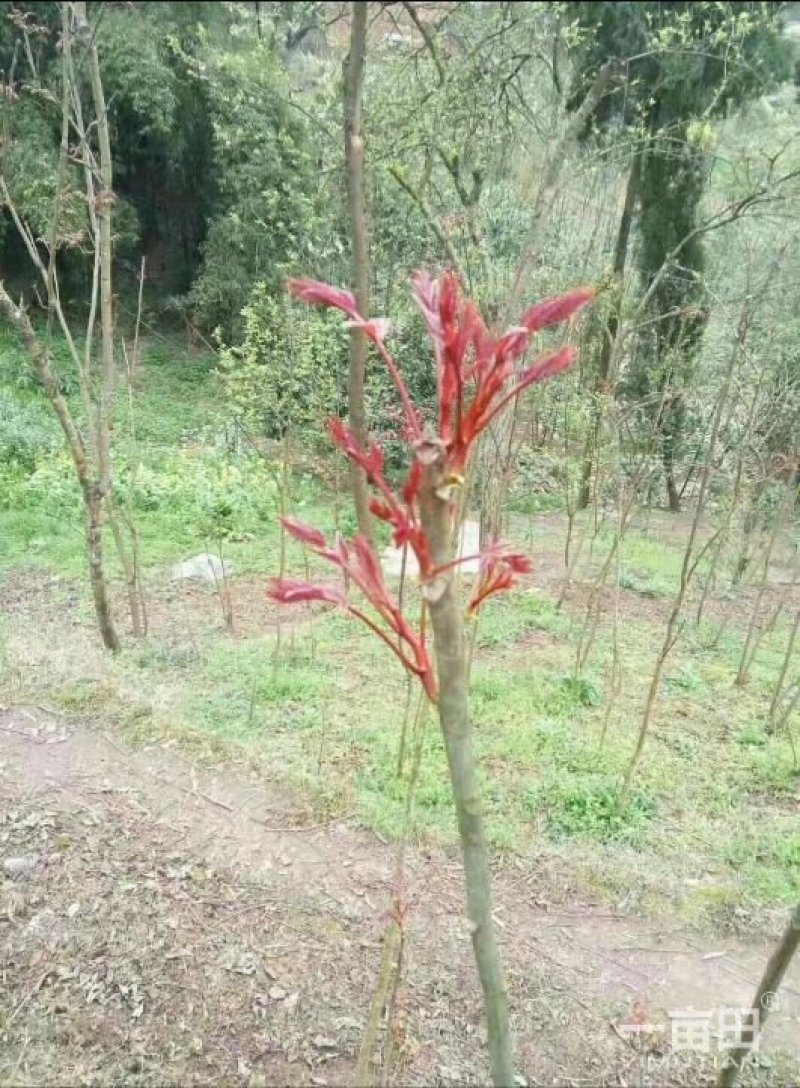 中国香椿第一县四川大竹红油香椿树苗