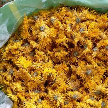 云南食用干菊花