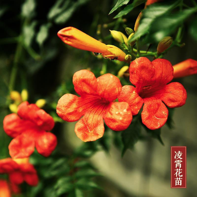 凌霄苗。5元。