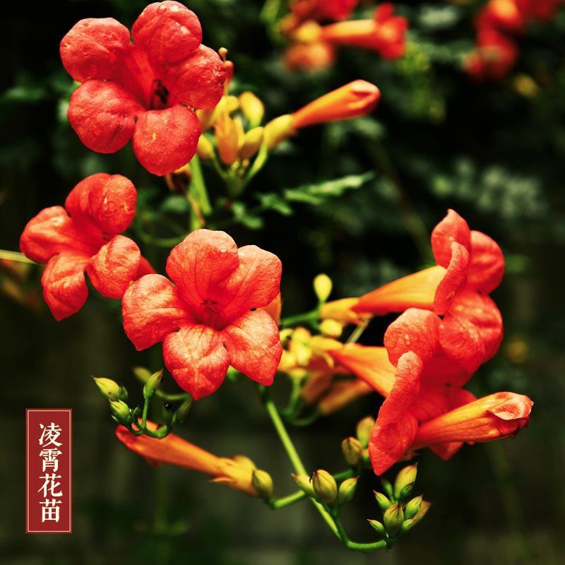 凌霄苗。5元。