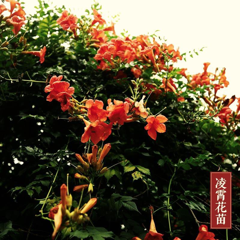 凌霄苗。5元。
