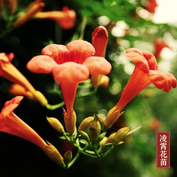 凌霄苗。5元。