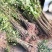 中国香椿第一县四川大竹红油香椿树苗