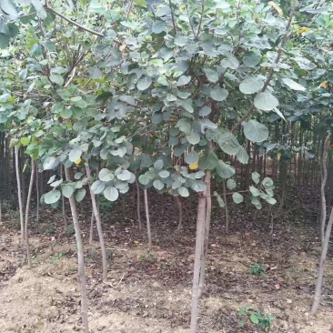 黄栌小苗1-5公分有量