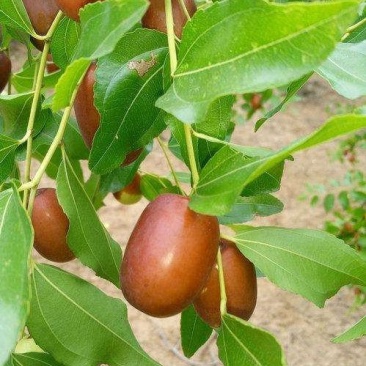 山枣树苗天然食品纯天热绿色营养价值丰富
