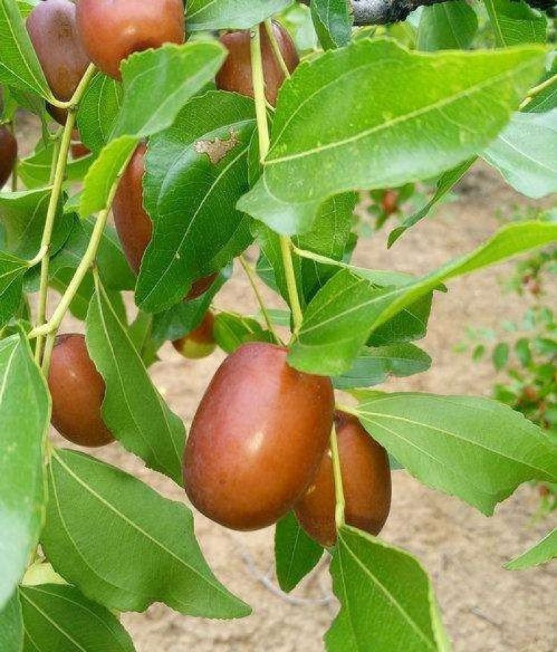 山枣树苗天然食品纯天热绿色营养价值丰富