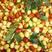 山枣树苗天然食品纯天热绿色营养价值丰富