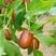 山枣树苗天然食品纯天热绿色营养价值丰富