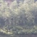 香樟树5公分…10公分，自己基地货，价格方面买主开心就好