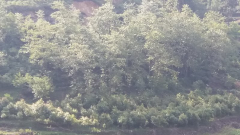 香樟树5公分…10公分，自己基地货，价格方面买主开心就好