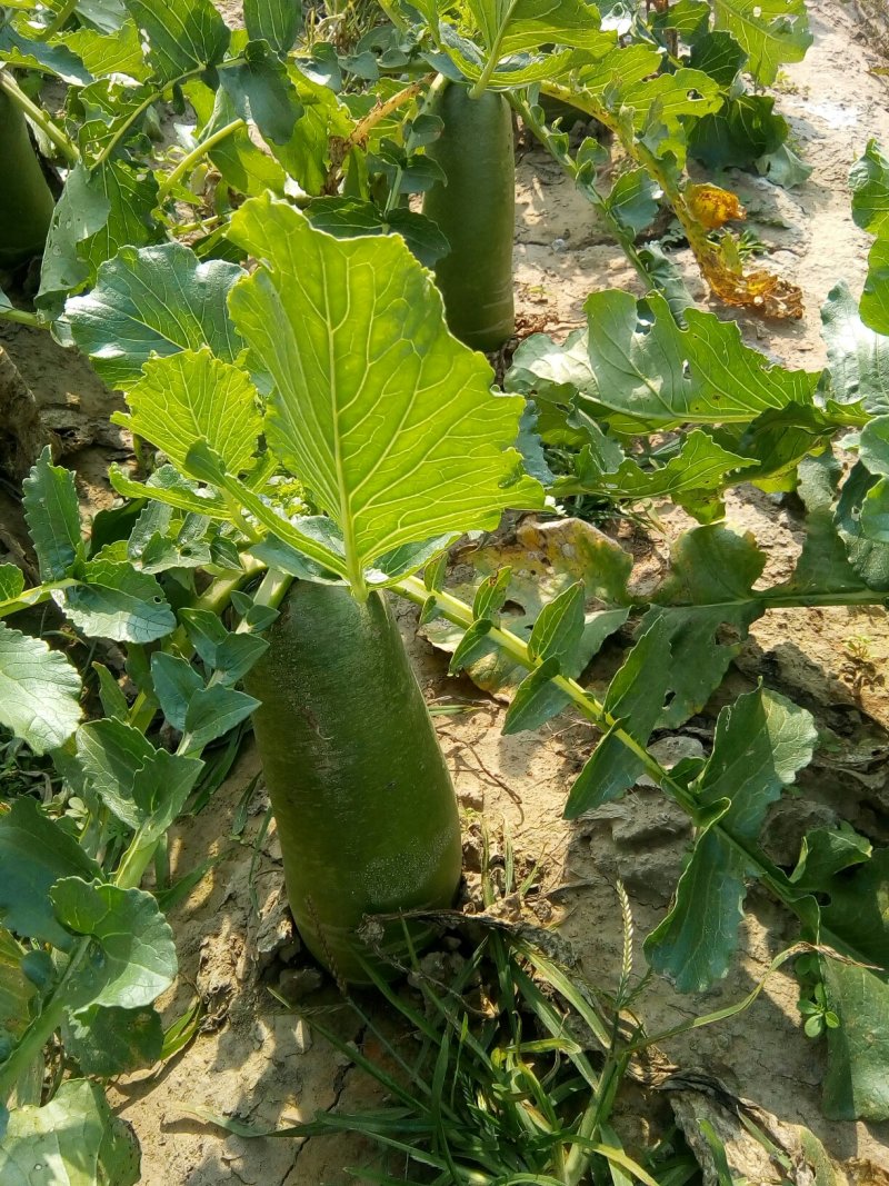 水果萝卜，