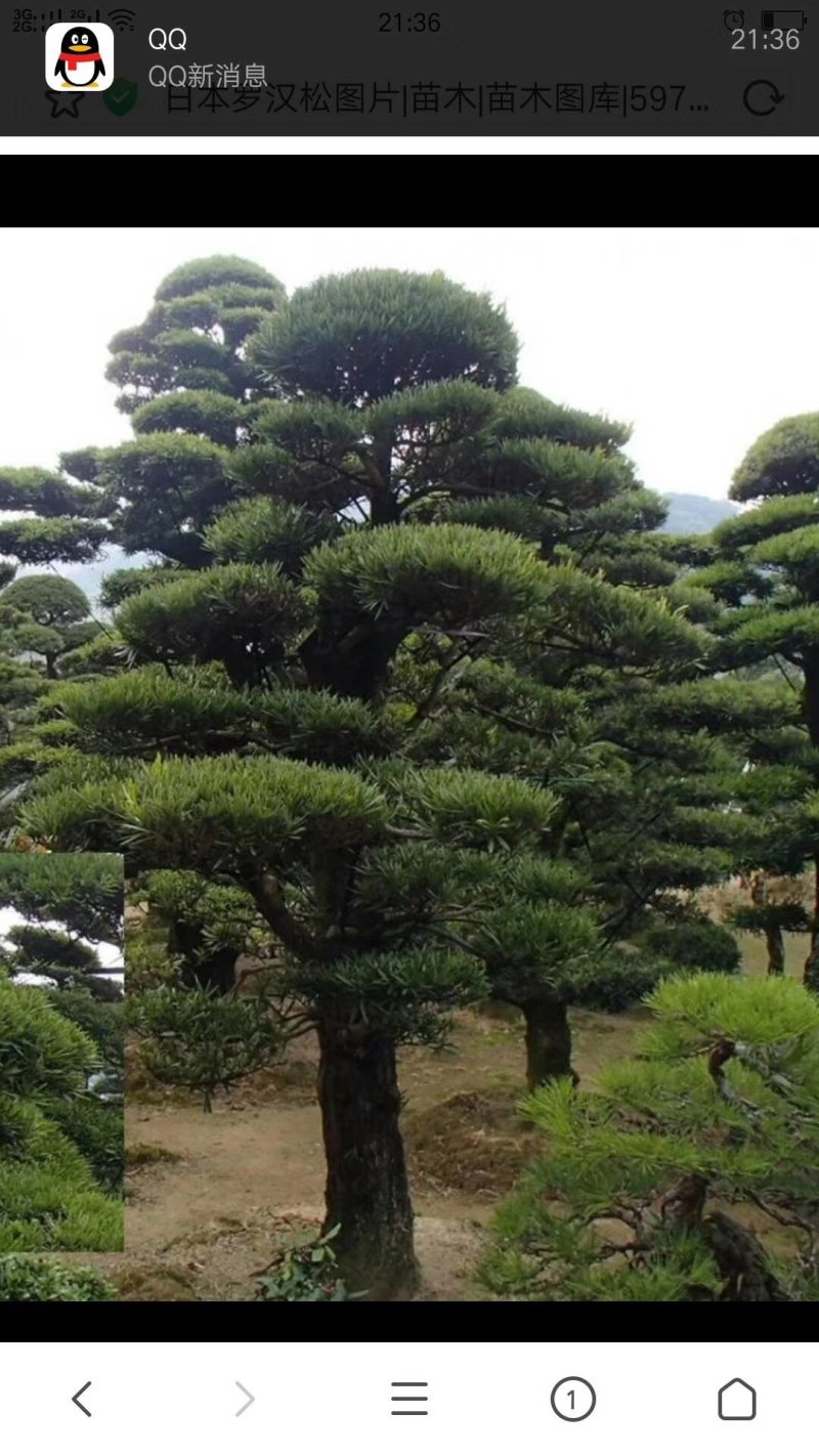 罗汉松
